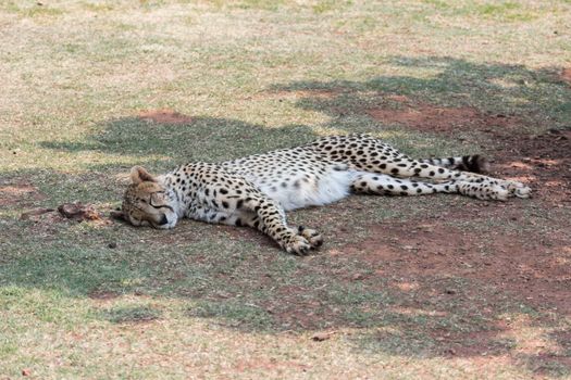 Cheetah (Acinonyx jubatus) resting in the shade