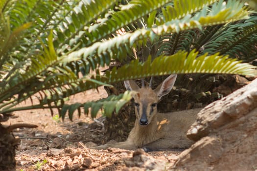 Common duiker (Sylvicapra grimmia) resting in the shade of a cycad tree
