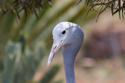 Blue Crane (Anthropoides paradiseus)