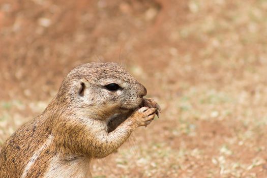 African ground squirrel (Marmotini) closeup portrait eating a nut