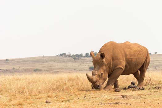 White rhinoceros (Ceratotherium simum)