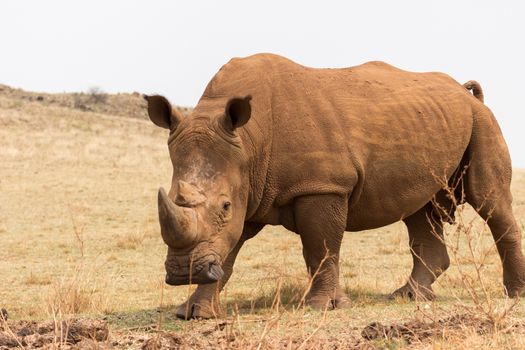 White rhinoceros (Ceratotherium simum)