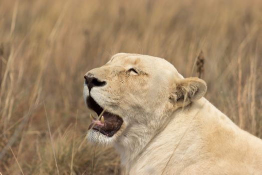 White lion (Female) Panthera leo