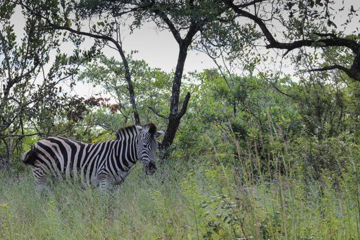 Plains zebra in kruger national park