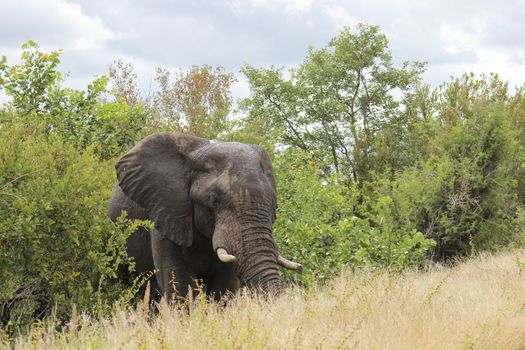 African Elephant standing inbetween the mopani trees
