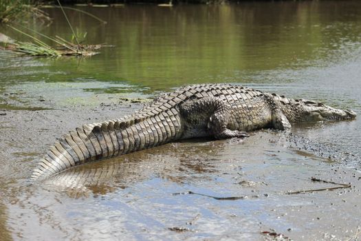 Nile crocodile in Kruger Natioanal park