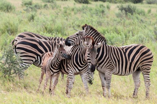 Plains zebra (Equus quagga) herd in Kruger national park