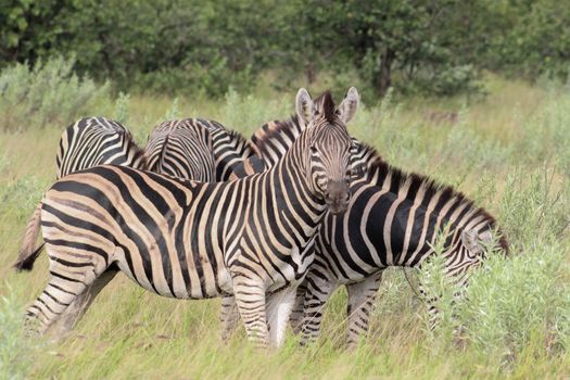 Plains zebra (Equus quagga) herd in Kruger national park