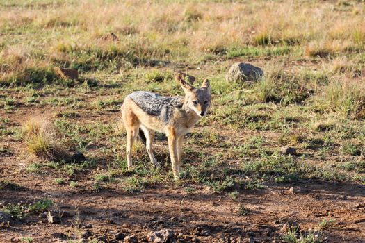 Black-backed jackal in in the morning sunlight