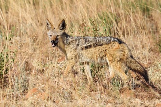 Black-backed jackal in pilanesberg nature reserve