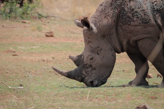 White rhinoceros closeup photo