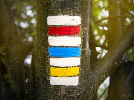 Triple hiking sign on the tree trunk with sunlight, red, blue and yellow with blurred bokeh background, typical Czech tourism symbol, summer walking vacation, copy space on sides