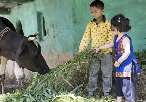 Cute little girl and her brother feeding a cow with grass outdoors in India.