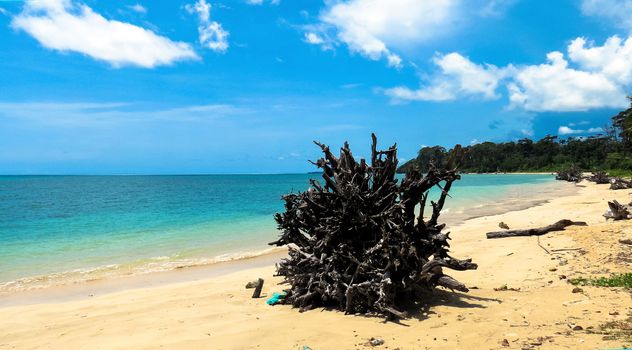 Driftwood on Wandoor Beach, Port Blair, Andaman and Nicobar Islands, India, Asia.