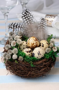 Quail eggs in a nest with green moss, pussy-willow branches and feathers on the table for Easter