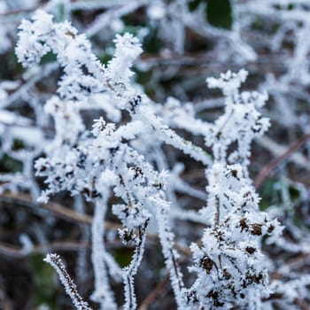 Frost on branches, abstract background from ice nature