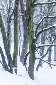 Beech misty morning in the forest in the Czechia