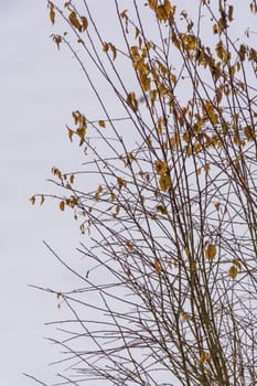 Background with branches and leaves in winter