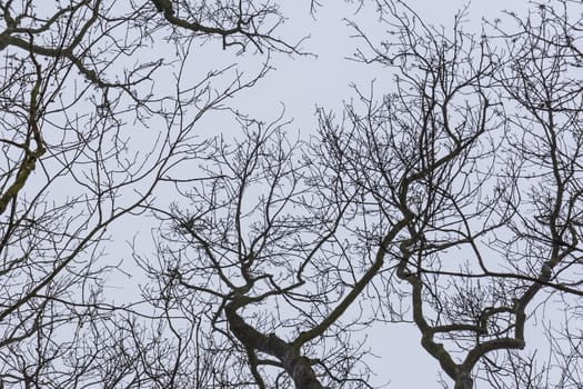 Background with branches and trees in winter