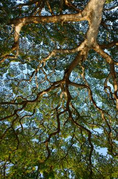 Amazing scene in park, curves of branch of tree from ancient tree, eco environment and large shade make fresh air