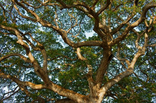 Amazing scene in park, curves of branch of tree from ancient tree, eco environment and large shade make fresh air