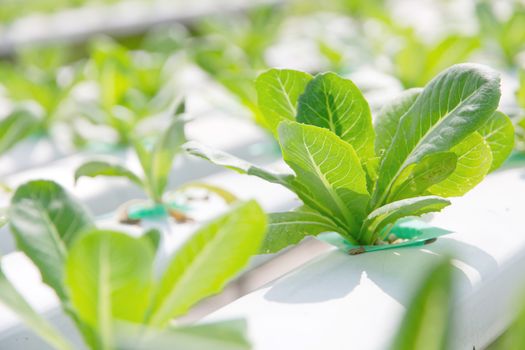 Hydroponics vegetable farm,close up of Lettuce Crop Lactuca Leaf Vegetable