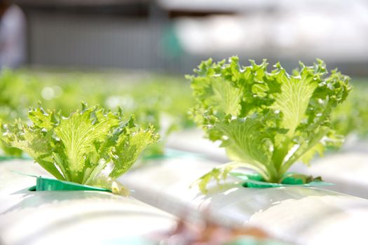 Hydroponics vegetable farm,close up of Lettuce Crop Lactuca Leaf Vegetable