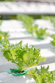 Hydroponics vegetable farm,close up of Lettuce Crop Lactuca Leaf Vegetable