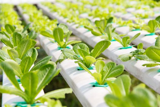 Hydroponics vegetable farm,close up of Lettuce Crop Lactuca Leaf Vegetable