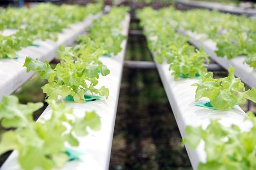 Hydroponics vegetable farm,close up of Lettuce Crop Lactuca Leaf Vegetable