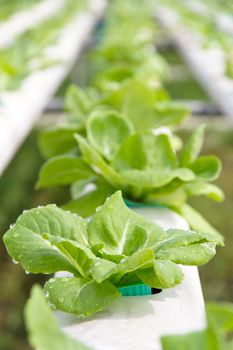 Hydroponics vegetable farm,close up of Lettuce Crop Lactuca Leaf Vegetable