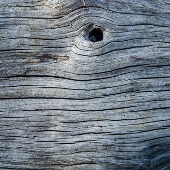 Abstract Background Wood Texture Of An Old Tree Trunk With Knot