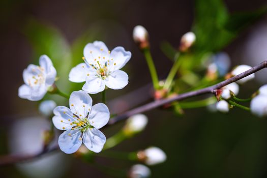 Fresh Cherry blossoms in the garden. Flowers