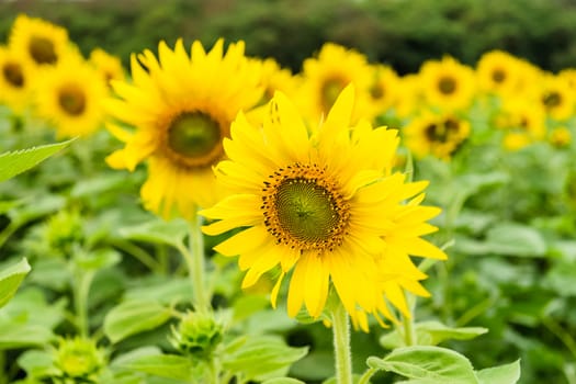 Beautiful yellow flower, sunflower in field plantation