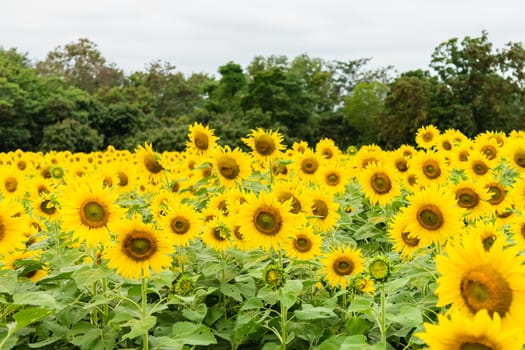 Beautiful yellow flower, sunflower in field plantation