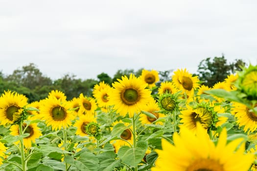 Beautiful yellow flower, sunflower in field plantation