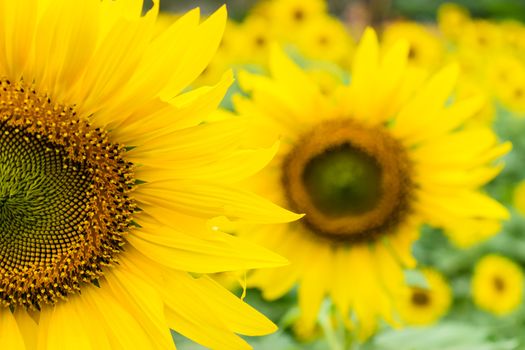 Beautiful yellow flower, sunflower in field plantation