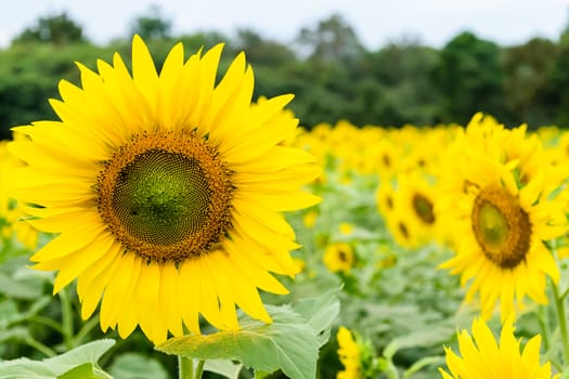 Beautiful yellow flower, sunflower in field plantation