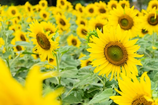 Beautiful yellow flower, sunflower in field plantation