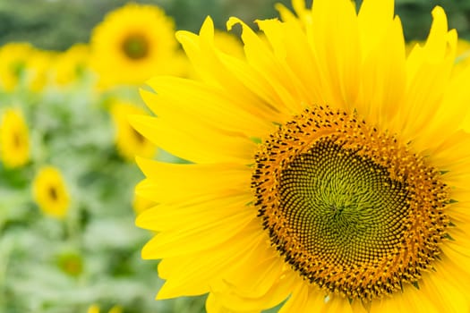 Beautiful yellow flower, sunflower in field plantation