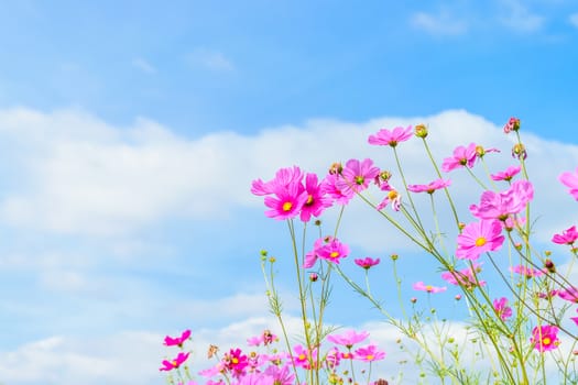 Cosmos Flowers against blue sky