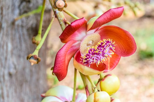 Sal flower Petal with pink and yellow stamens surrounded, The plant in Buddhism history