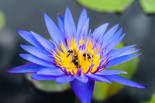 Lotus with bee are agriculture and nectar.