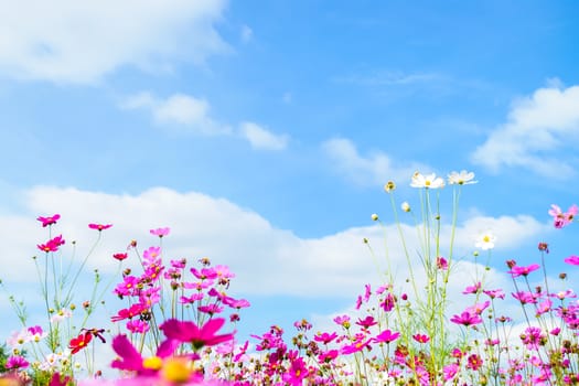 Cosmos Flowers against blue sky