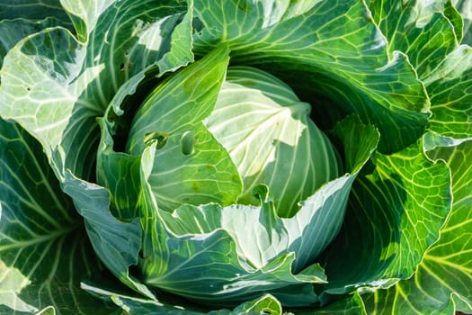 Cabbage growing at a farm field