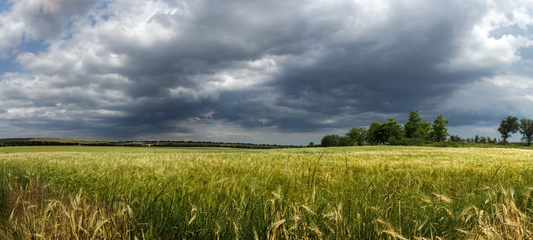 wheat field on a background of blue sky