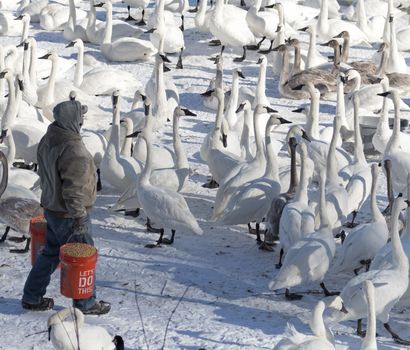 The feeding of the trumpeter swans in Monticello, Minnesota.