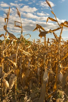 The view from the middle of a rural field in Minnesota.