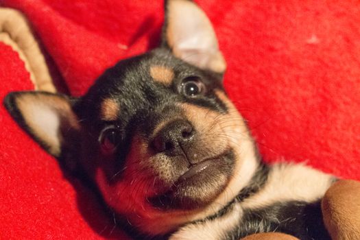 A cute puppy laying on its back, staring at the camera.