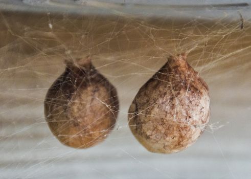 Two strange spider eggs suspended in webs.